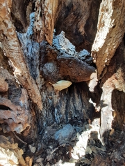 Pseudospongipellis unicolor