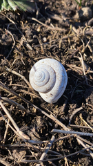 Helminthoglypta