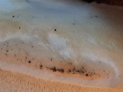 Pseudospongipellis unicolor