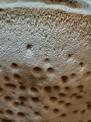 Pseudospongipellis unicolor