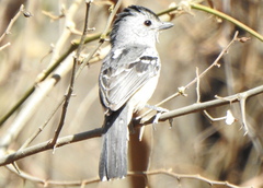Thamnophilus caerulescens