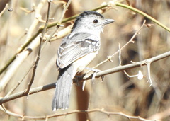 Thamnophilus caerulescens