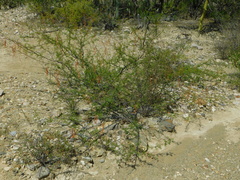 Vachellia constricta