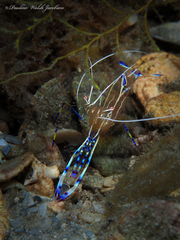 Ancylomenes pedersoni