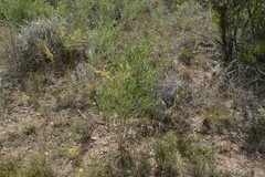 Aspalathus barbigera