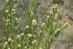 Aspalathus barbigera