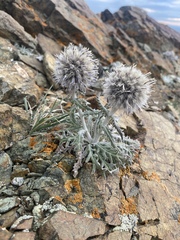 Echinops humilis