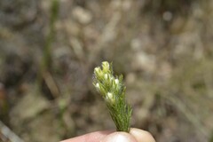 Aspalathus barbigera