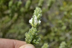 Aspalathus barbigera