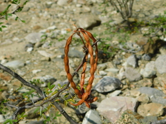 Vachellia constricta