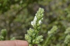 Aspalathus barbigera