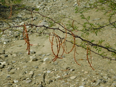 Vachellia constricta