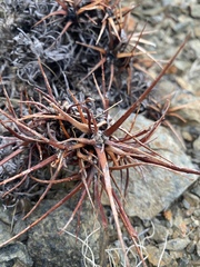 Oxytropis tragacanthoides