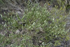 Aspalathus barbigera