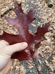 Quercus coccinea