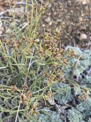 Bupleurum bicaule