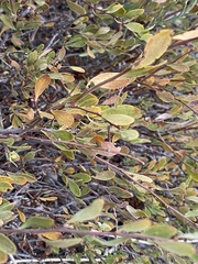 Spiraea hypericifolia