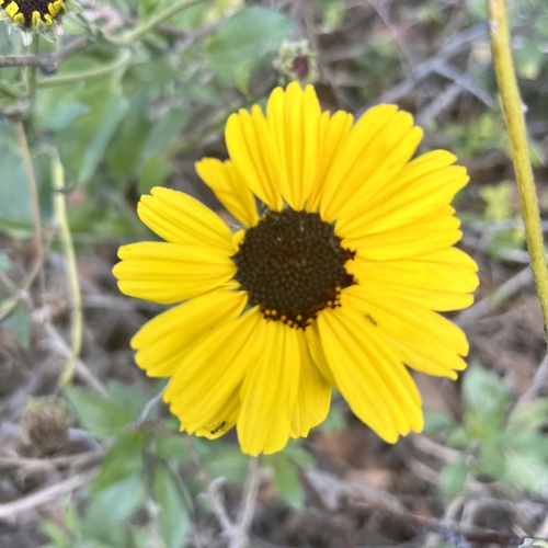 iNaturalist observation photo of California brittlebush