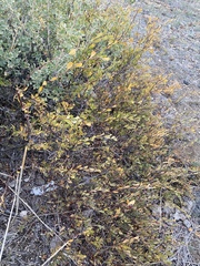 Spiraea hypericifolia