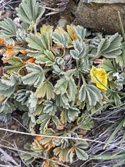 Potentilla acaulis