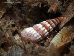Lampanella minima