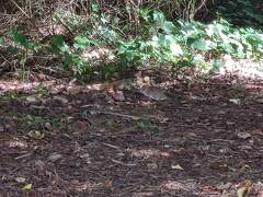 Rattus norvegicus