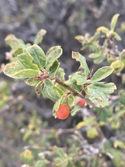 Lonicera microphylla