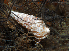 Pagurus brevidactylus