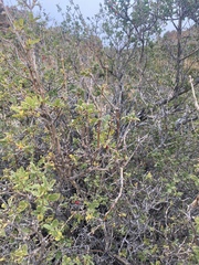 Lonicera microphylla