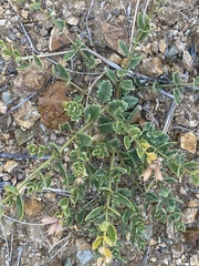 Dracocephalum peregrinum