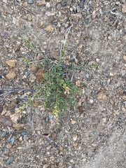 Dracocephalum peregrinum