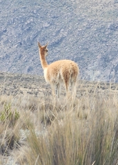 Vicugna vicugna