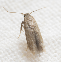 Tischeria quercitella