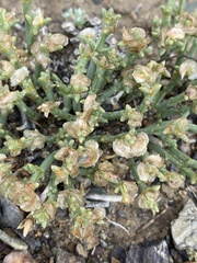 Anabasis brevifolia