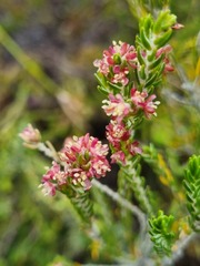 Passerina
