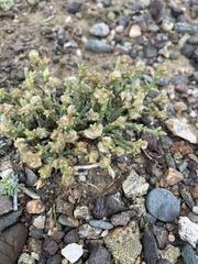 Anabasis brevifolia