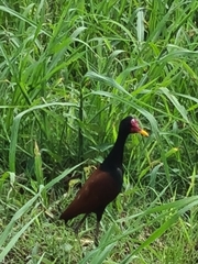 Jacana jacana