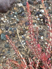 Reaumuria songarica