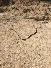 Oxybelis microphthalmus