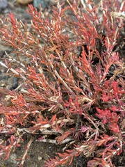 Reaumuria songarica