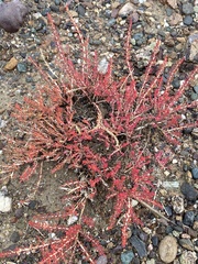 Reaumuria songarica