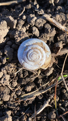 Helminthoglypta