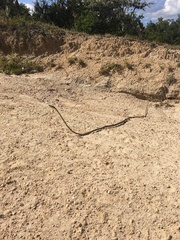 Oxybelis microphthalmus