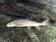 Schizothorax richardsonii