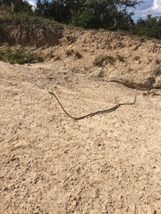 Oxybelis microphthalmus