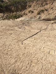 Oxybelis microphthalmus