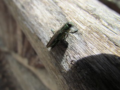 Chrysesthes auronotata