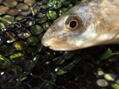 Schizothorax richardsonii