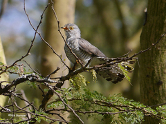 Cuculus gularis