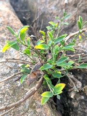 Genista pilosa